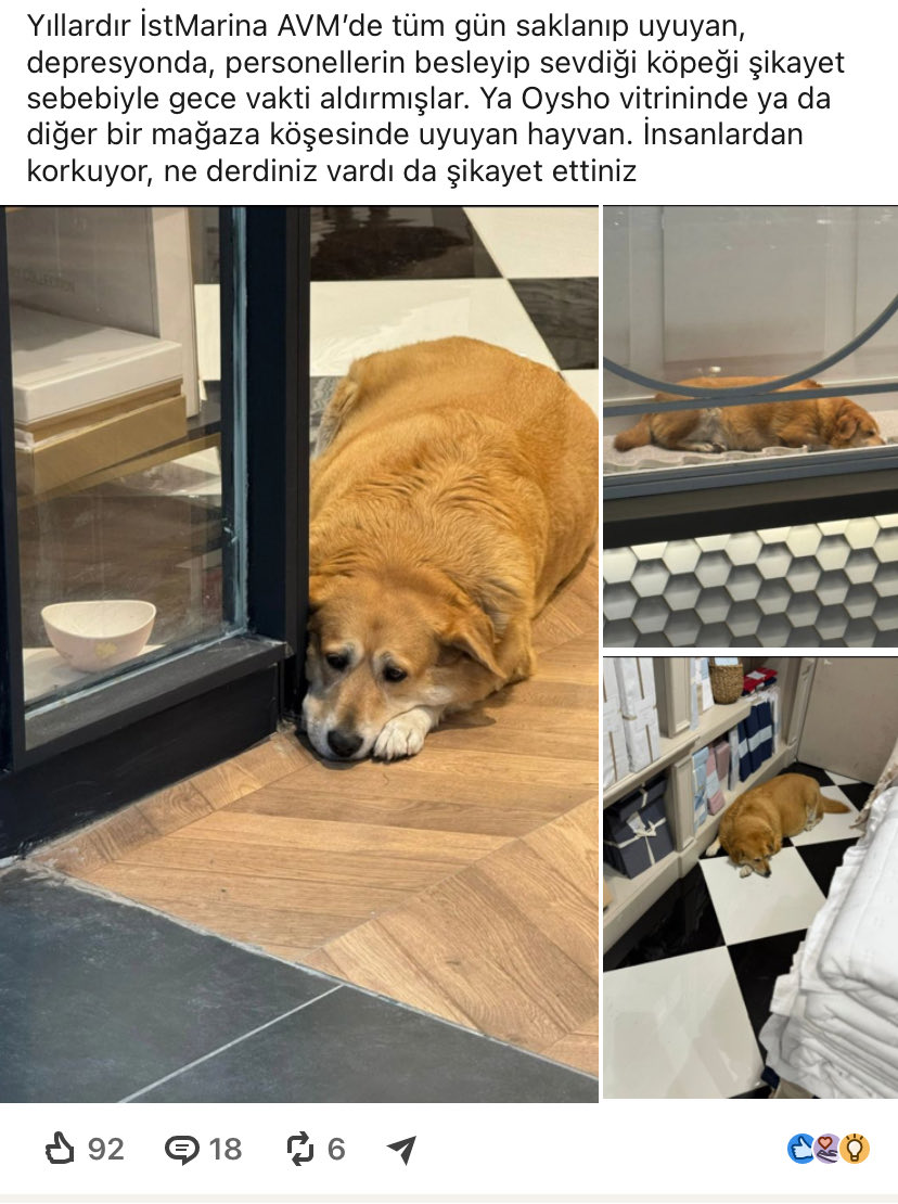 sideeffectt00's tweet photo. Lütfen destek olur musunuz ? bu hayvan nerede ne istediniz ki ?Allah belanızı versin https://t.co/ufeOw6JB05