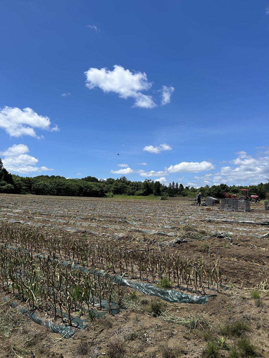 SawadaFarm's tweet photo. 2026のにんにく堀りが無事に完了しました！暑い中でしたが掘り残しもとり終わりました🧄！
皆さん！お疲れ様でした🙏✨。
乾燥前の根切り加工やっていきます！
#沢田ファーム
#たっこにんにく
#にんにく収穫
#青森県 https://t.co/dHwq4Ohy2w