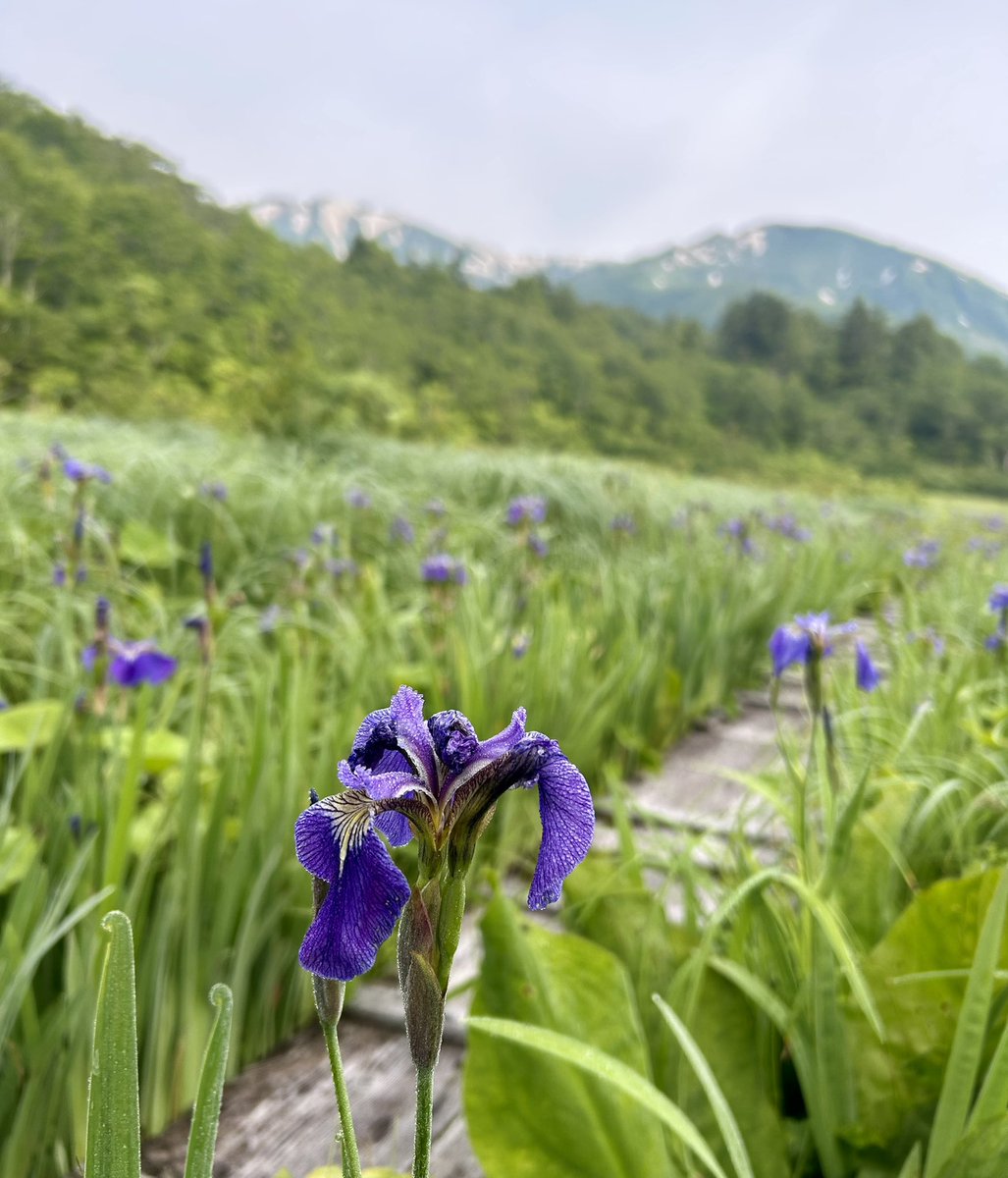 celsuper2's tweet photo. 入渓までに見かける高山植物探しが楽しすぎる
ヒメウギアヤメ
クルマユリ
オオバギボウシ
シナノナデシコ

だと思われる
相変わらず高山植物の種同定は難しい https://t.co/FaCVPCratX