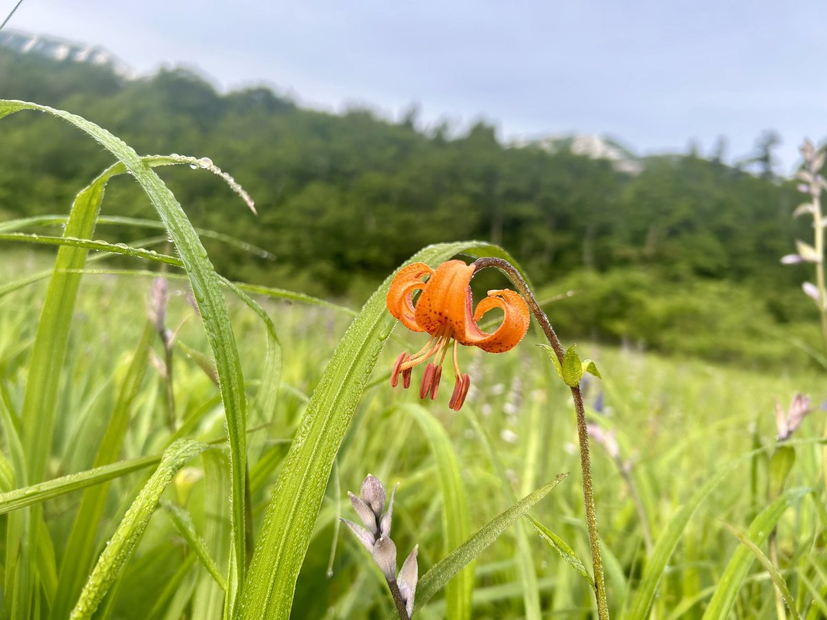 celsuper2's tweet photo. 入渓までに見かける高山植物探しが楽しすぎる
ヒメウギアヤメ
クルマユリ
オオバギボウシ
シナノナデシコ

だと思われる
相変わらず高山植物の種同定は難しい https://t.co/FaCVPCratX