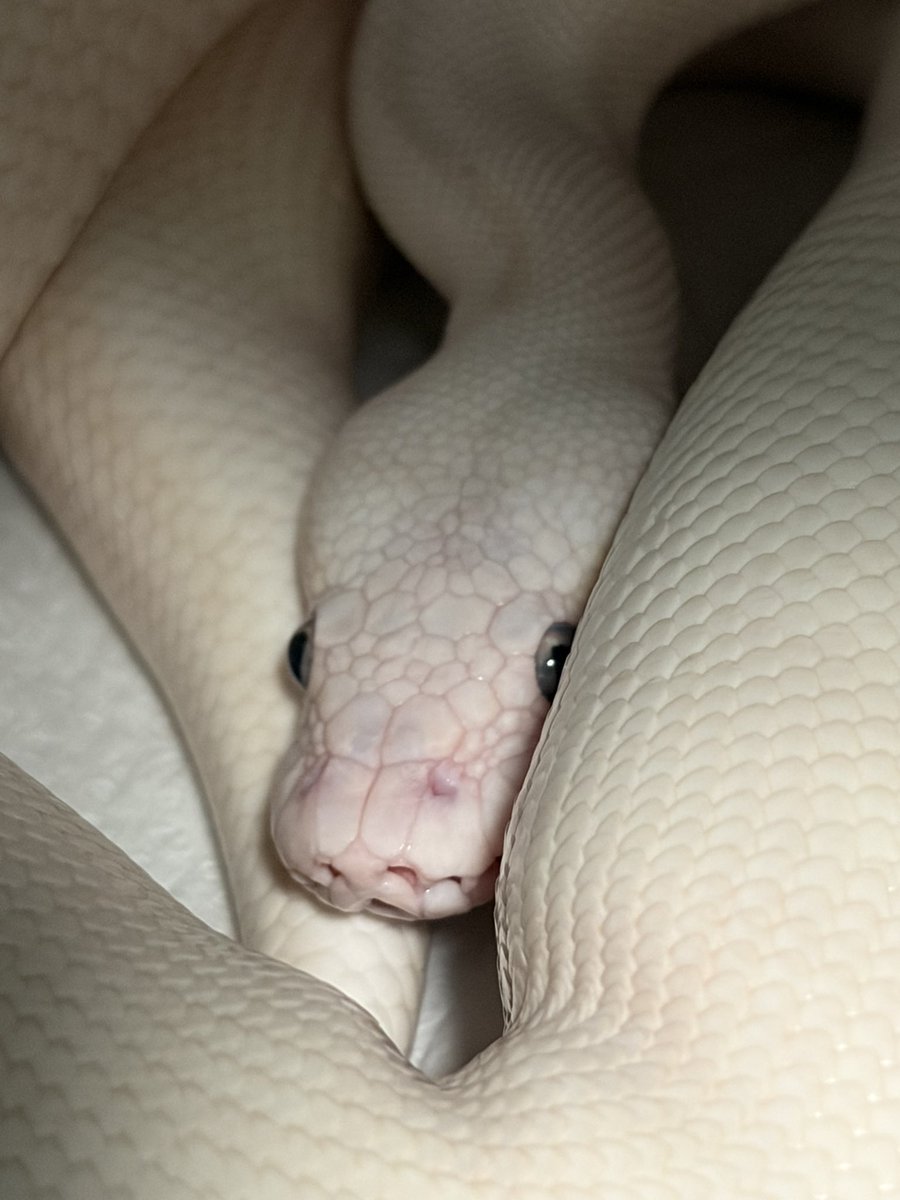 9Python0's tweet photo. 可愛いね https://t.co/iNT9f1DtYD