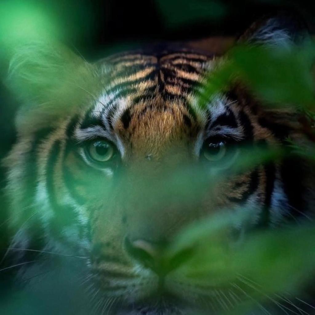 sourabhpaprola's tweet photo. टाइगर जिंदा है https://t.co/4kGQjUOwjb