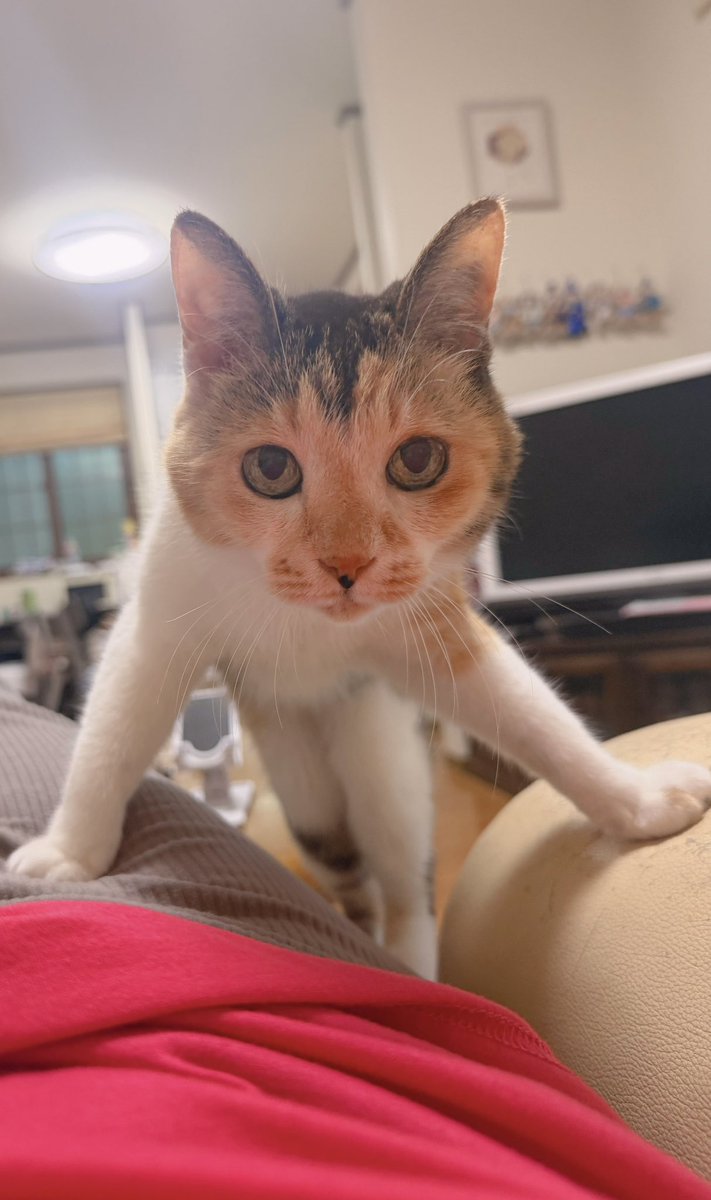 cocoakumikoda's tweet photo. 命🐱ポーズ https://t.co/Krey4GtgGp