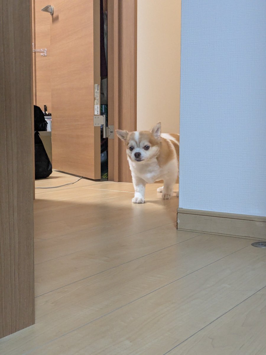 yuina_e's tweet photo. いぬきた♡♡♡♡♡♡♡♡ https://t.co/s9U7xMpsJS