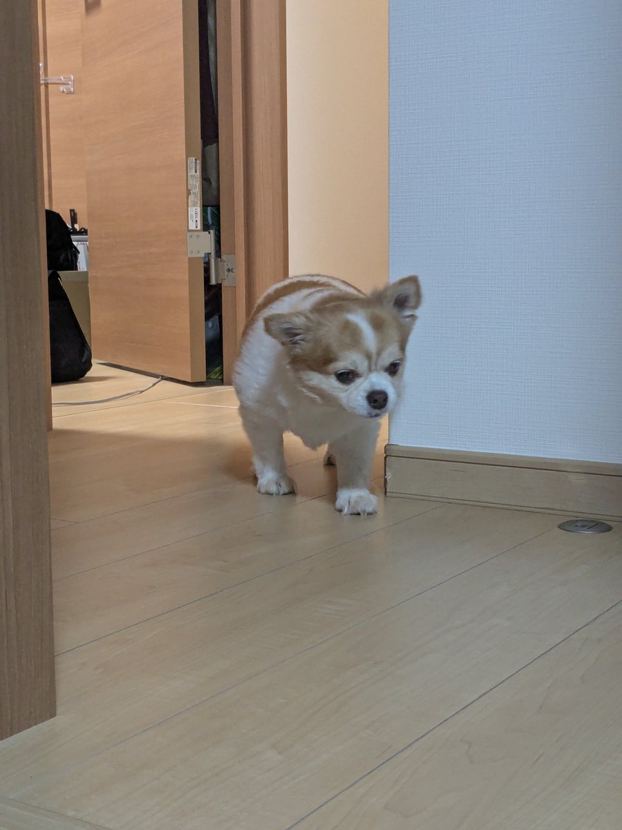 yuina_e's tweet photo. いぬきた♡♡♡♡♡♡♡♡ https://t.co/s9U7xMpsJS