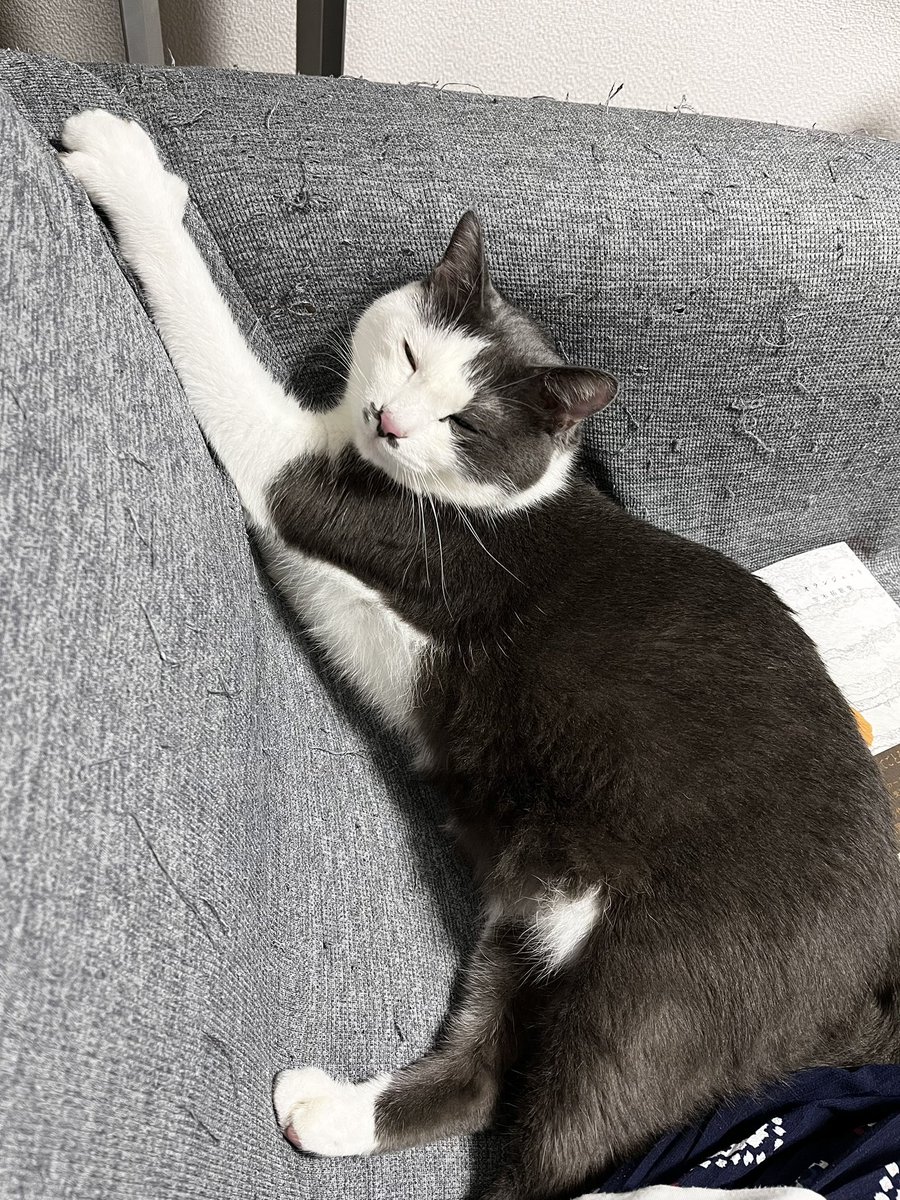 8neko88's tweet photo. https://t.co/bxA7Fig498