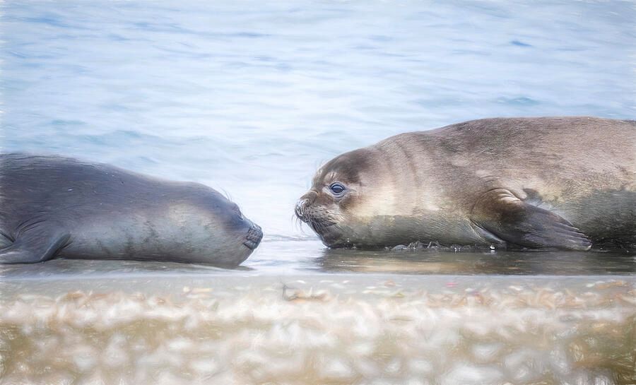 joancarroll's tweet photo. Two Elephant Seals South Georgia Island! https://t.co/r8Awa810Qm #seals #elephantseals #southgeorgiaisland #beach #wildlife #wildlifephotography #coastal #pair #ocean #shoreline #buyart #wallart #artforsale #artstore #travel #travelphotography #wallartforsale #giftideas @joancarroll