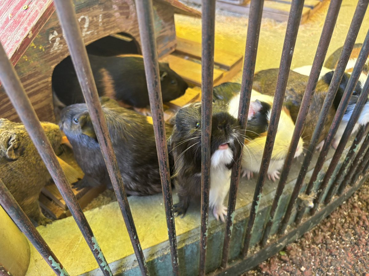 chiharinu's tweet photo. 有休🐿️🐀🍺 https://t.co/nS76EIfbmu