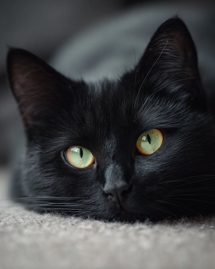 SassySiren79132's tweet photo. 🖤🐈‍⬛🕸️
🕸️🐈‍⬛🖤 https://t.co/5JnrAJpJa9