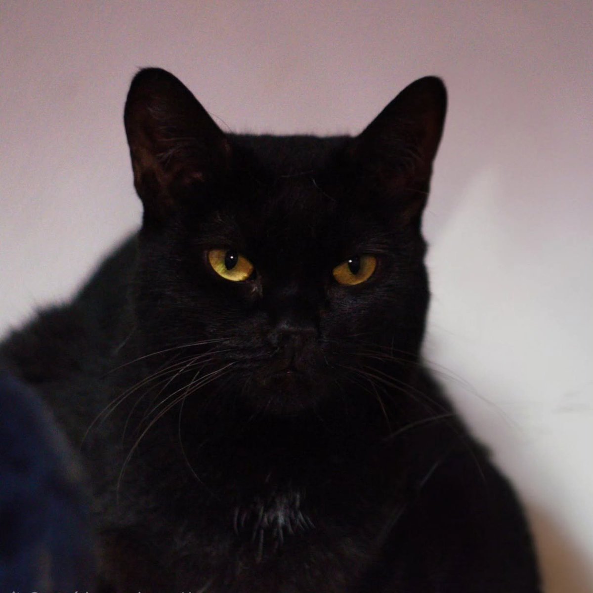 catlandrescue's tweet photo. Amrita, essa veludinho felpuda, é a prova viva de que a paciência e o amor transformam. Resgatada de um lar com muitos gatinhos, ela era uma das mais tímidas, vivendo escondida.

Agora, com o tempo e o carinho certo, ela está pronta para ser feliz! ❤️

adote@catland.org.br https://t.co/Cf00xSqF4x