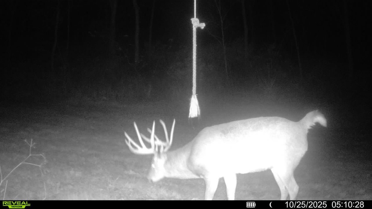 hlrbohunting's tweet photo. 231 acres of Driftless big-buck country in Richland County, WI — archery season only, so the pressure stays low. Oak and walnut timber, food plots, a pond, and stands already in.
https://t.co/6fcRB9kXga
#WhitetailHunting #WisconsinHunting #HLRBO https://t.co/srIdaR2fKd