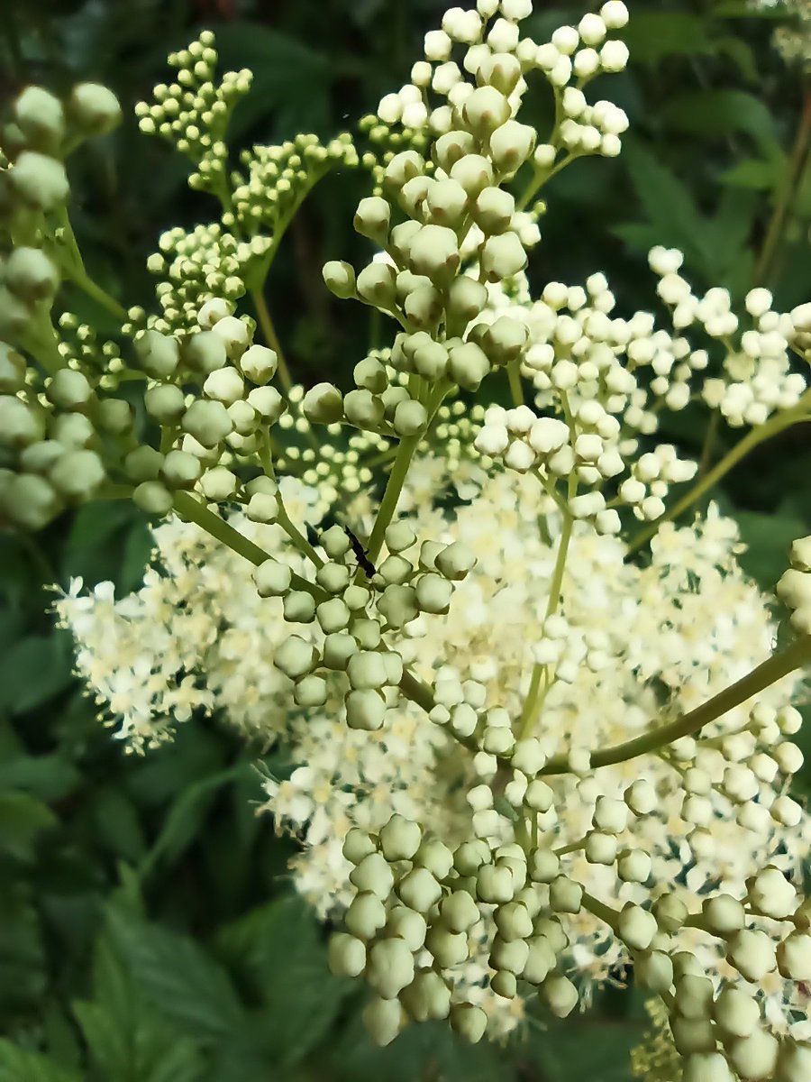 HelllLau's tweet photo. Mesiangervo / meadowsweet ( Filipendula ulmaria ) ๐ฎ ๐ฑ #perennial https://t.co/YOzZd7Kkxy