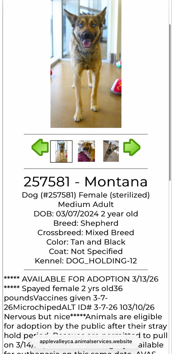 LilaFlw's tweet photo. Pls contact @8415_n if you can help Montana (#ID257581) https://t.co/SNoEYhlM3E