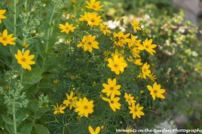 MomentsintheG's tweet photo. Splashes of yellow throughout the garden. #coreopsis #potentilla #yellowflowers #julygarden #momentsinthegardenphotography https://t.co/opDATMTT5l