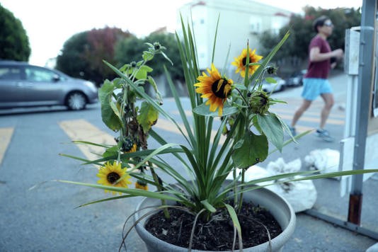 sfpolicecom's tweet photo. San Francisco neighborhood groups are now allowed to place planters and murals in some daylighted intersection corners, an effort meant to turn no-parking zones into more protected public spaces: https://t.co/xxdArSiC33 https://t.co/dK2WcJFjb9