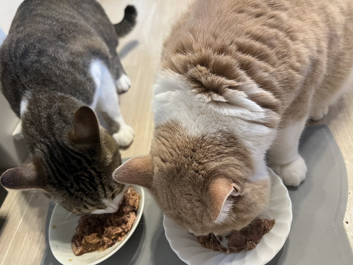 bolt_ue's tweet photo. 仲良し🐈 https://t.co/2WYcdmfniv