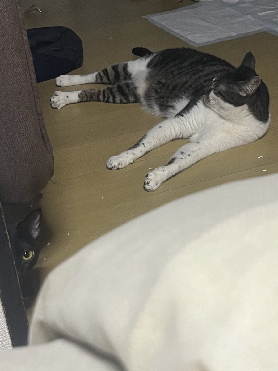 Eieveoo's tweet photo. ハムズとネコズがいる世界と生きていくためのあかうんと🐈‍⬛🐾

#闘病垢自己紹介カード   #闘病垢さんと仲良くなりたい   #闘病垢さんと繋がりたい #精神疾患を持つ人と繋がりたい　#病み垢さんと繫がりたい　 #精神疾患を持つ方と繋がりたい  #ハムスター好きと繋がりたい  #解離性同一性障害 https://t.co/uN1vT9d3N6