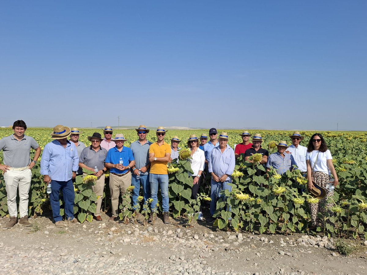 SyngentaES's tweet photo. 🔝 Seguimos recorriendo el campo junto a agricultores y técnicos. En estos días hemos celebrado jornadas de campo de girasol en diferentes localizaciones de Sevilla, como Marchena y Mairena del Alcor, y Huelva, en Trigueros📍

Durante estos encuentros hemos compartido y observado el comportamiento de nuestras variedades de girasol, como SY Essentio, SY Santos y SY Irisa AR, además de presentar SY Marítimo AR, la gran novedad de esta campaña.

👏 Gracias a todos los asistentes por vuestro interés, participación y confianza. Seguimos trabajando para ofrecer variedades que respondan a los retos del campo y contribuyan a maximizar el rendimiento de cada explotación.

👉🏼 https://t.co/bRoLym0OUA