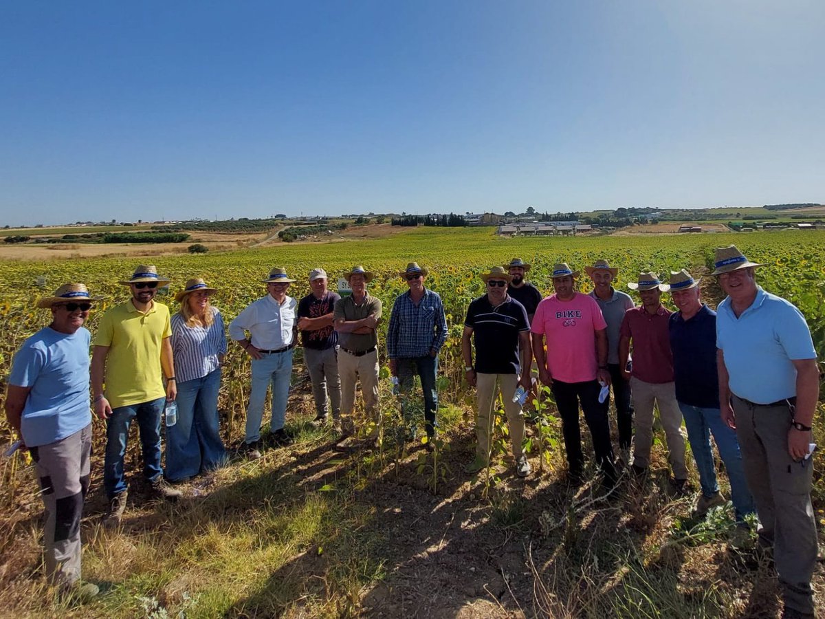 SyngentaES's tweet photo. 🔝 Seguimos recorriendo el campo junto a agricultores y técnicos. En estos días hemos celebrado jornadas de campo de girasol en diferentes localizaciones de Sevilla, como Marchena y Mairena del Alcor, y Huelva, en Trigueros📍

Durante estos encuentros hemos compartido y observado el comportamiento de nuestras variedades de girasol, como SY Essentio, SY Santos y SY Irisa AR, además de presentar SY Marítimo AR, la gran novedad de esta campaña.

👏 Gracias a todos los asistentes por vuestro interés, participación y confianza. Seguimos trabajando para ofrecer variedades que respondan a los retos del campo y contribuyan a maximizar el rendimiento de cada explotación.

👉🏼 https://t.co/bRoLym0OUA