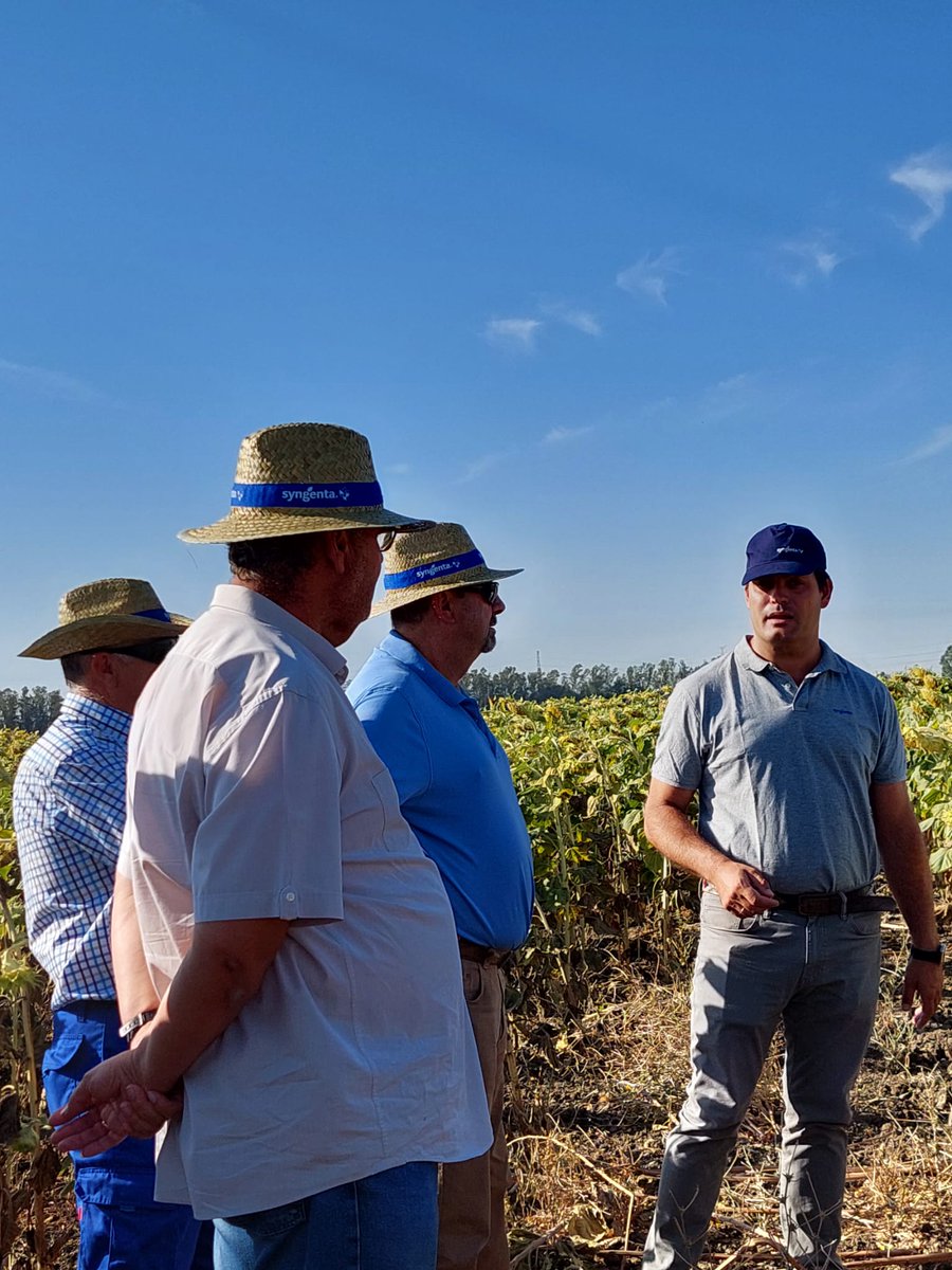 SyngentaES's tweet photo. 🔝 Seguimos recorriendo el campo junto a agricultores y técnicos. En estos días hemos celebrado jornadas de campo de girasol en diferentes localizaciones de Sevilla, como Marchena y Mairena del Alcor, y Huelva, en Trigueros📍

Durante estos encuentros hemos compartido y observado el comportamiento de nuestras variedades de girasol, como SY Essentio, SY Santos y SY Irisa AR, además de presentar SY Marítimo AR, la gran novedad de esta campaña.

👏 Gracias a todos los asistentes por vuestro interés, participación y confianza. Seguimos trabajando para ofrecer variedades que respondan a los retos del campo y contribuyan a maximizar el rendimiento de cada explotación.

👉🏼 https://t.co/bRoLym0OUA