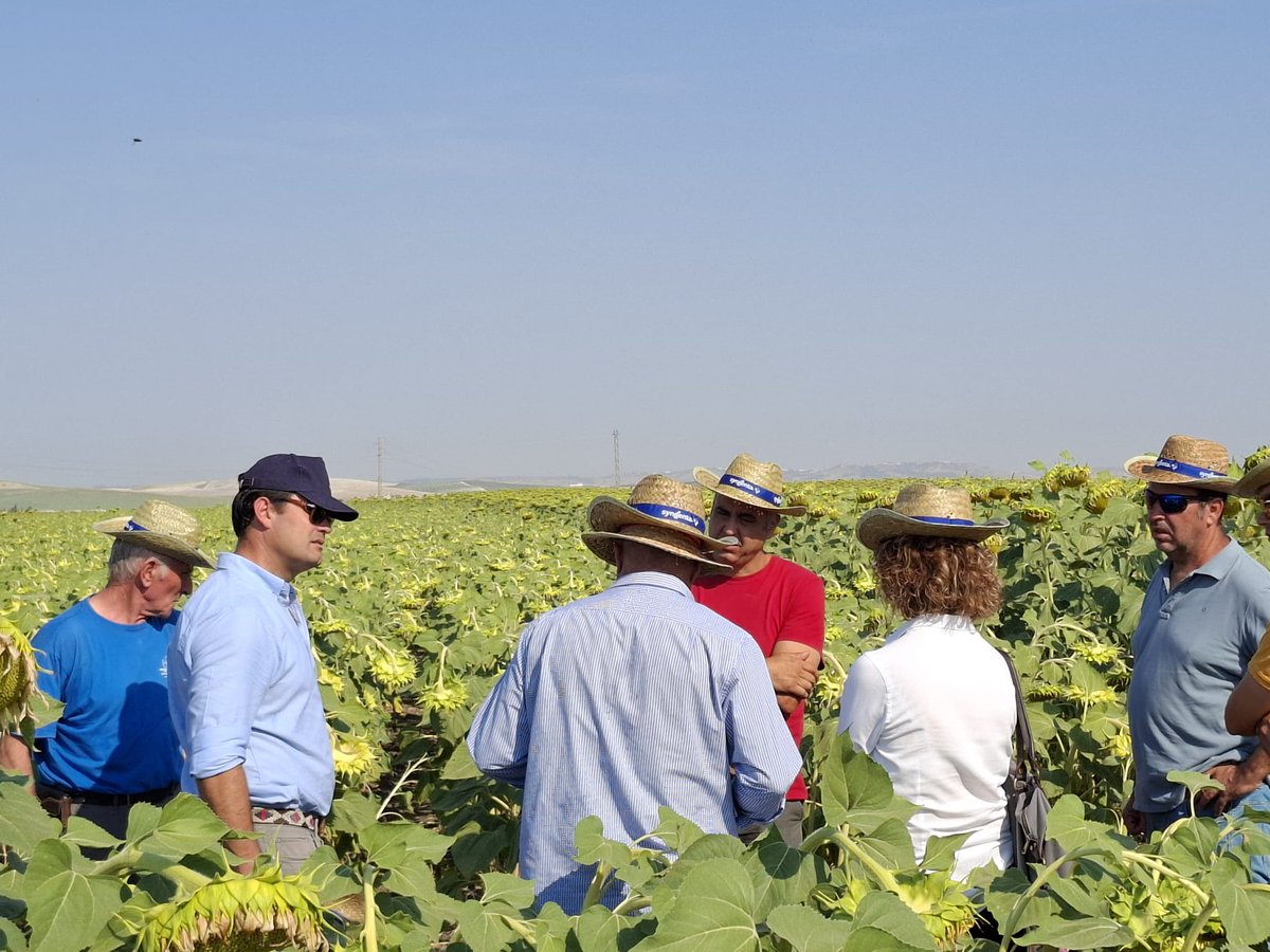 SyngentaES's tweet photo. 🔝 Seguimos recorriendo el campo junto a agricultores y técnicos. En estos días hemos celebrado jornadas de campo de girasol en diferentes localizaciones de Sevilla, como Marchena y Mairena del Alcor, y Huelva, en Trigueros📍

Durante estos encuentros hemos compartido y observado el comportamiento de nuestras variedades de girasol, como SY Essentio, SY Santos y SY Irisa AR, además de presentar SY Marítimo AR, la gran novedad de esta campaña.

👏 Gracias a todos los asistentes por vuestro interés, participación y confianza. Seguimos trabajando para ofrecer variedades que respondan a los retos del campo y contribuyan a maximizar el rendimiento de cada explotación.

👉🏼 https://t.co/bRoLym0OUA