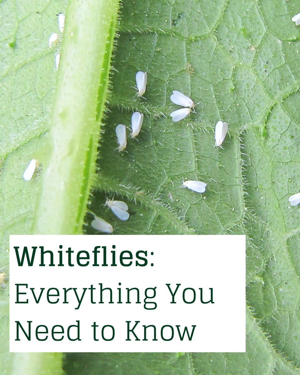 CentralGrower's tweet photo. From identifying these tiny pests to understanding the damage they cause and how they spread plant viruses, our latest blog covers the essentials every greenhouse grower should know. Whether you’re looking to spot an infestation early or strengthen your pest management strategy, we’ve got you covered. 

Read the full blog to learn how to protect your crops from whiteflies.  
https://t.co/RTnpiq7M5R

#WhiteFlies #CentralGrower #PestControl