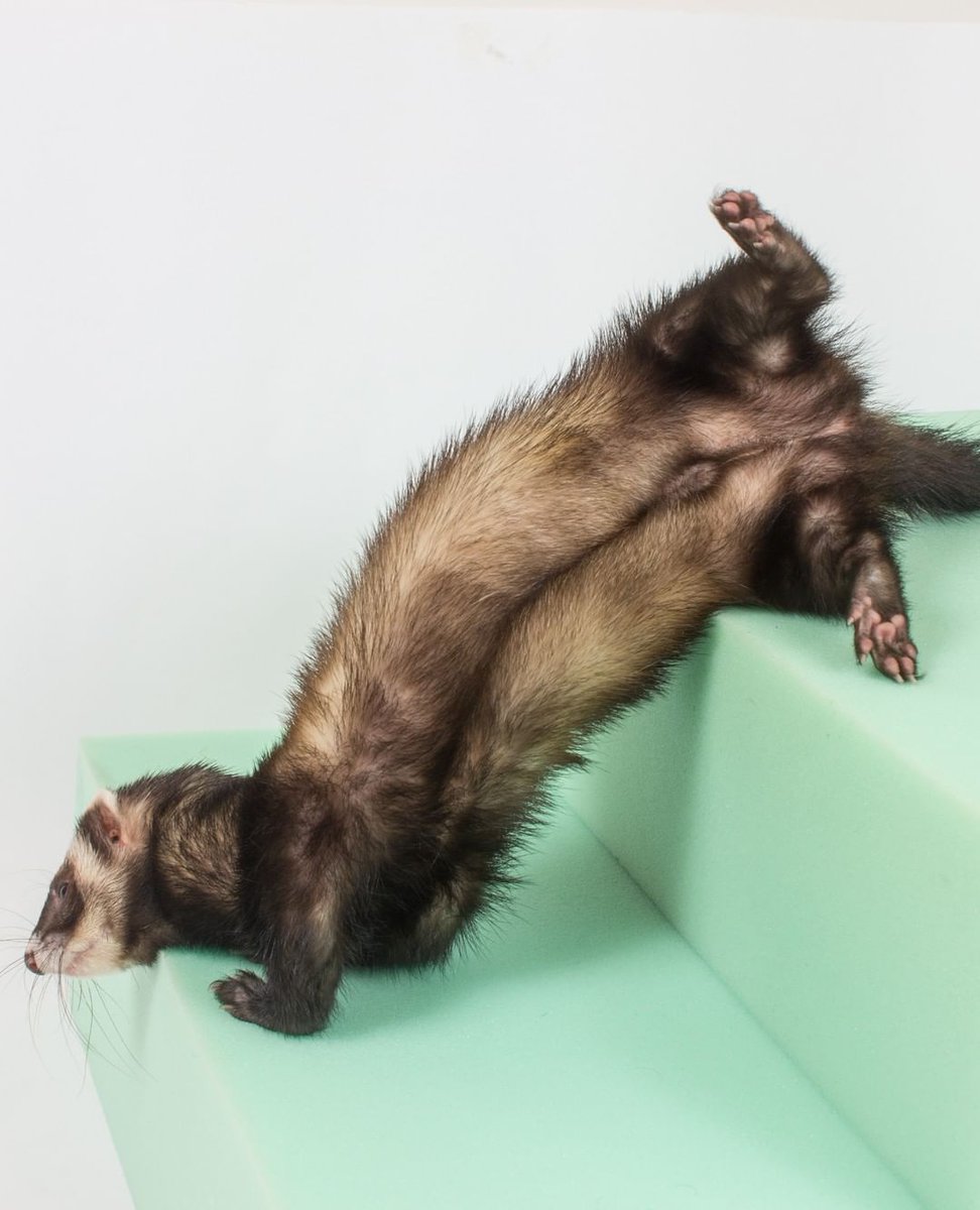 FerretPerHour's tweet photo. https://t.co/3ulP8b76IW