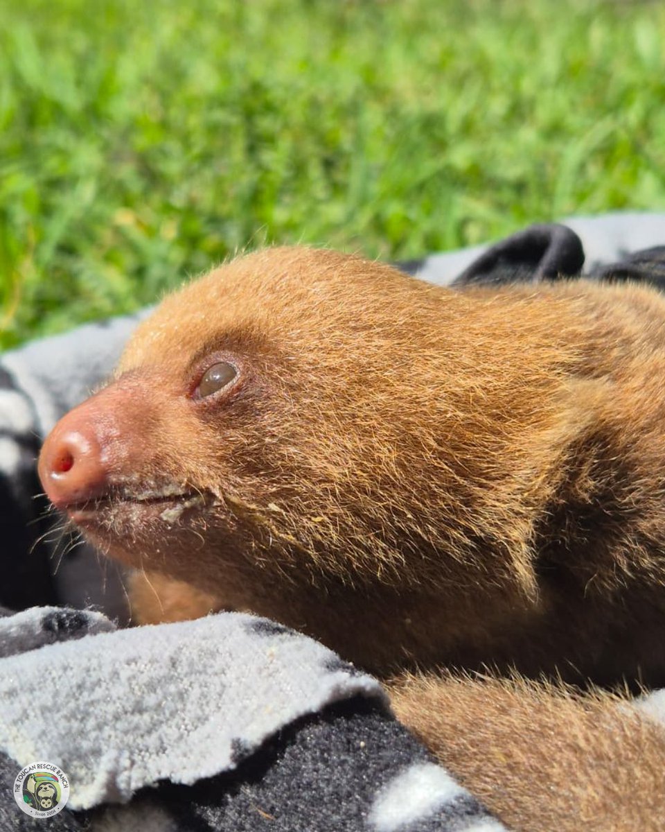 ToucanRescue's tweet photo. 🦥Meet Darwin, the Two-Fingered Sloth. After surviving a dog attack that ended his mother's life, he’s now in our Saving Sloths Together program, where he will receive specialized care and rehabilitation. Support his journey back to the wild by donating: https://t.co/5nablo98Q0 https://t.co/jRtovZCtqy