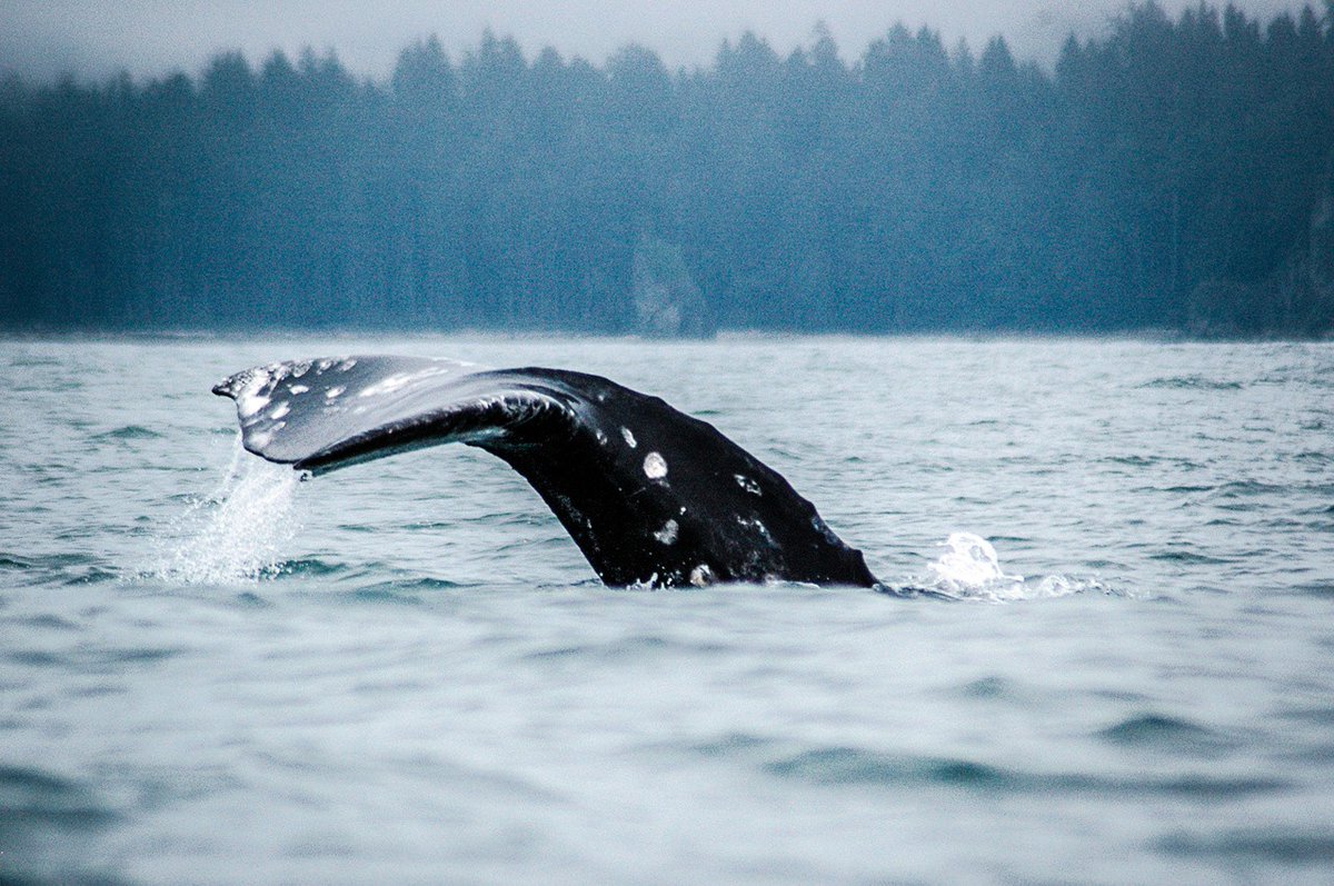 FoAorg's tweet photo. Jeers to the Makah Tribe for seeking a federal permit for a gray whale hunt, permitted by an 1855 treaty.

But FoA believes that a promise made nearly two centuries ago shouldn’t outweigh what we know today: that whales should never be hunted.

More here: https://t.co/F6Qcyc5onA https://t.co/utogR3spKv