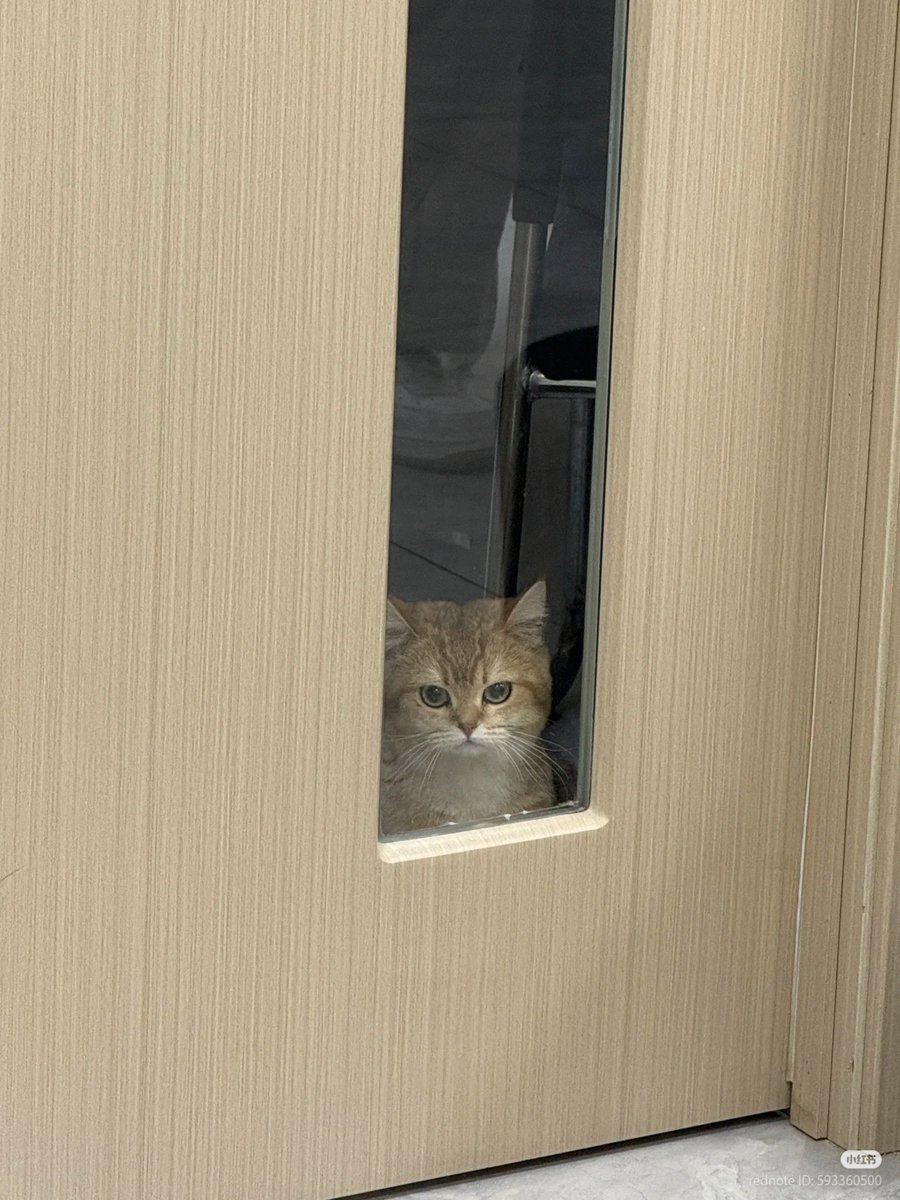 No Context Cats tweet media