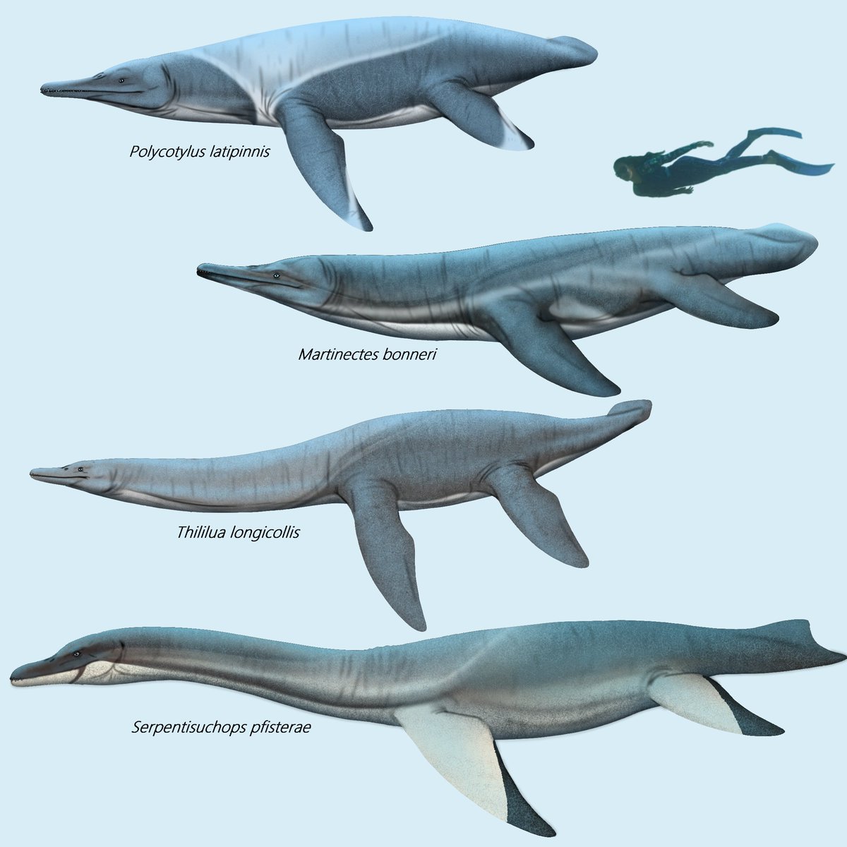 Cindy_Joli's tweet photo. I just love polycotylids. 
Their tear drop 💧 body shapes, long winged flippers, the short/medium length necks, and that long thin skull with large eyes satisfies me❤️

#paleoart #sizecomparasion #polycotylidae #marinereptile #sizecomparison https://t.co/wTmWjWeuXL