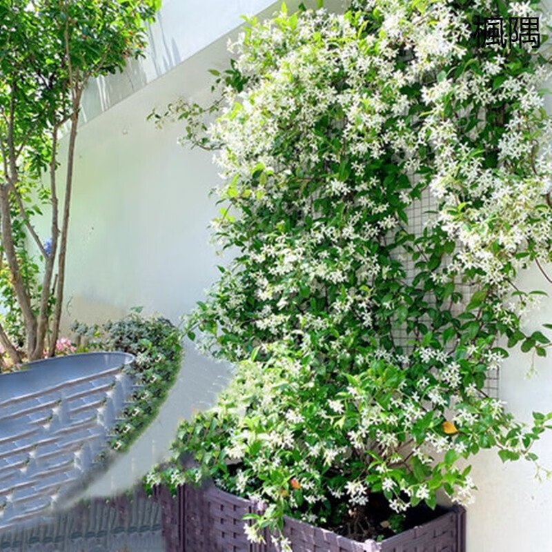 ClaribelGi2ltp's tweet photo. [Pro tip for your pothos: Rotate it 1/4 turn weekly to keep growth even u0026 avoid lopsided leaves. Low-maintenance, perfect for new plant parents! ]， https://t.co/I9HId9H9ks