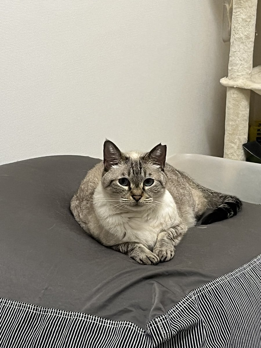 minervastraycat's tweet photo. 無印クッション復活❣️ https://t.co/6HsNrKwIZJ