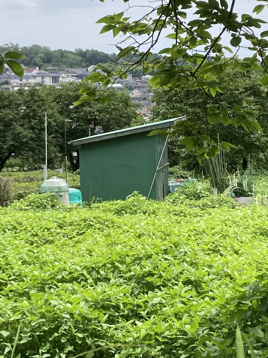 ishi_mit's tweet photo. 今年の梅雨は雨が多くて緑が鮮やかだ。
緑の中の緑の小屋。 https://t.co/OaIJKevTrt