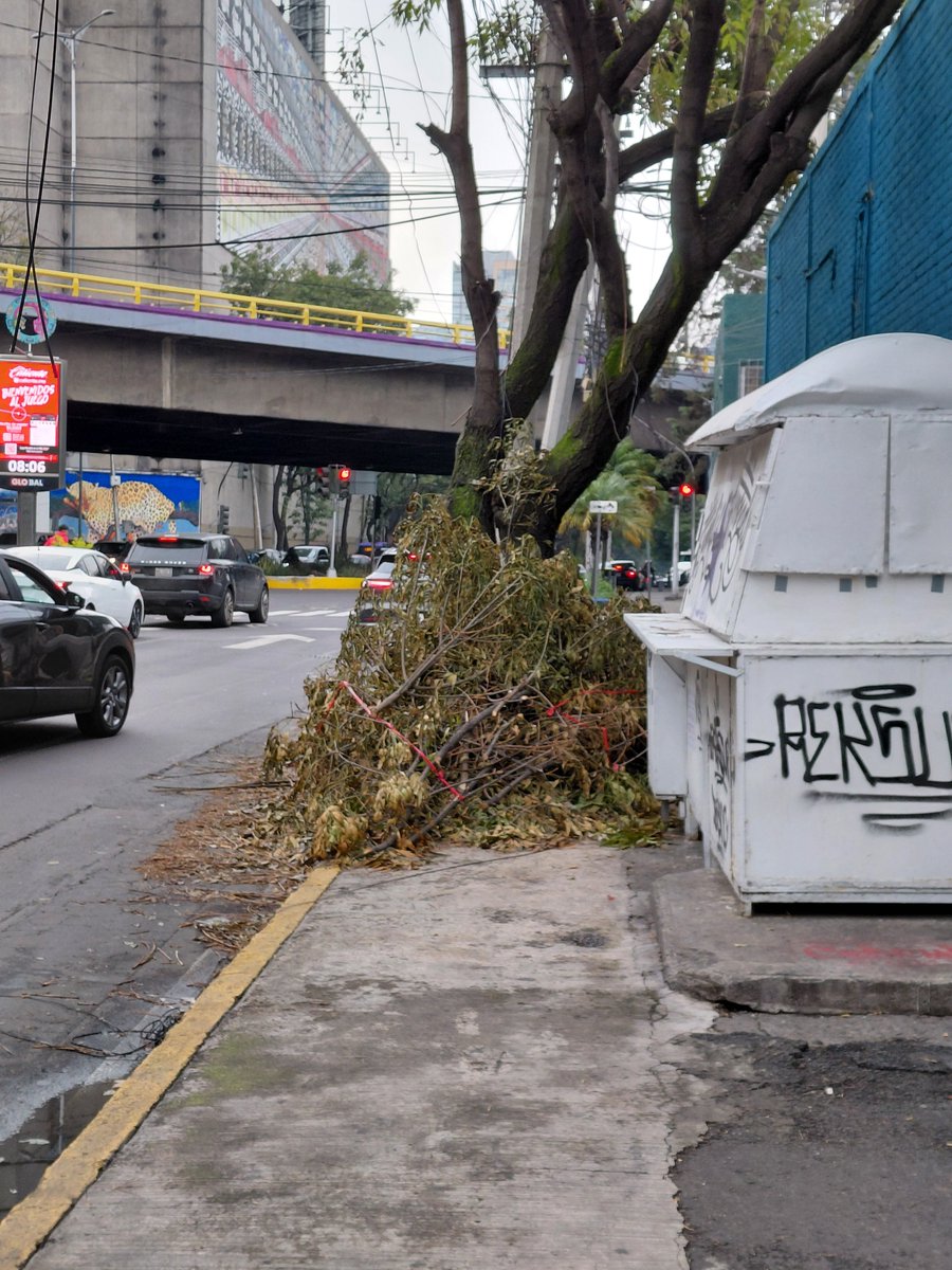 francoerwin80's tweet photo. Desde ayer en la esquina de Cervantes y Lago Meru están estas ramas obstruyendo la banqueta. @UCS_GCDMX @AlcaldiaMHmx https://t.co/81ZOM2cqU6