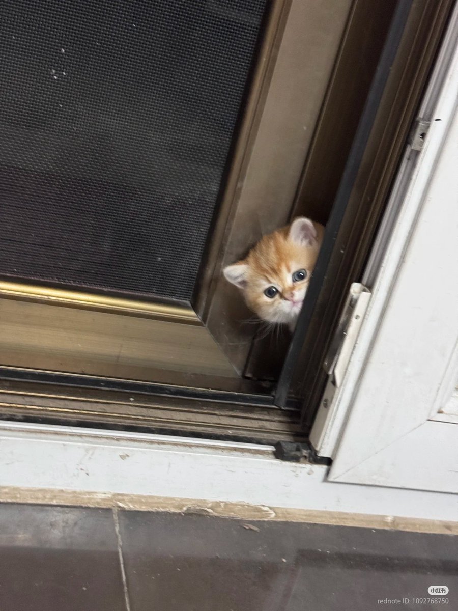 nocontextscats's tweet photo. Hello https://t.co/z5VSvBddQR
