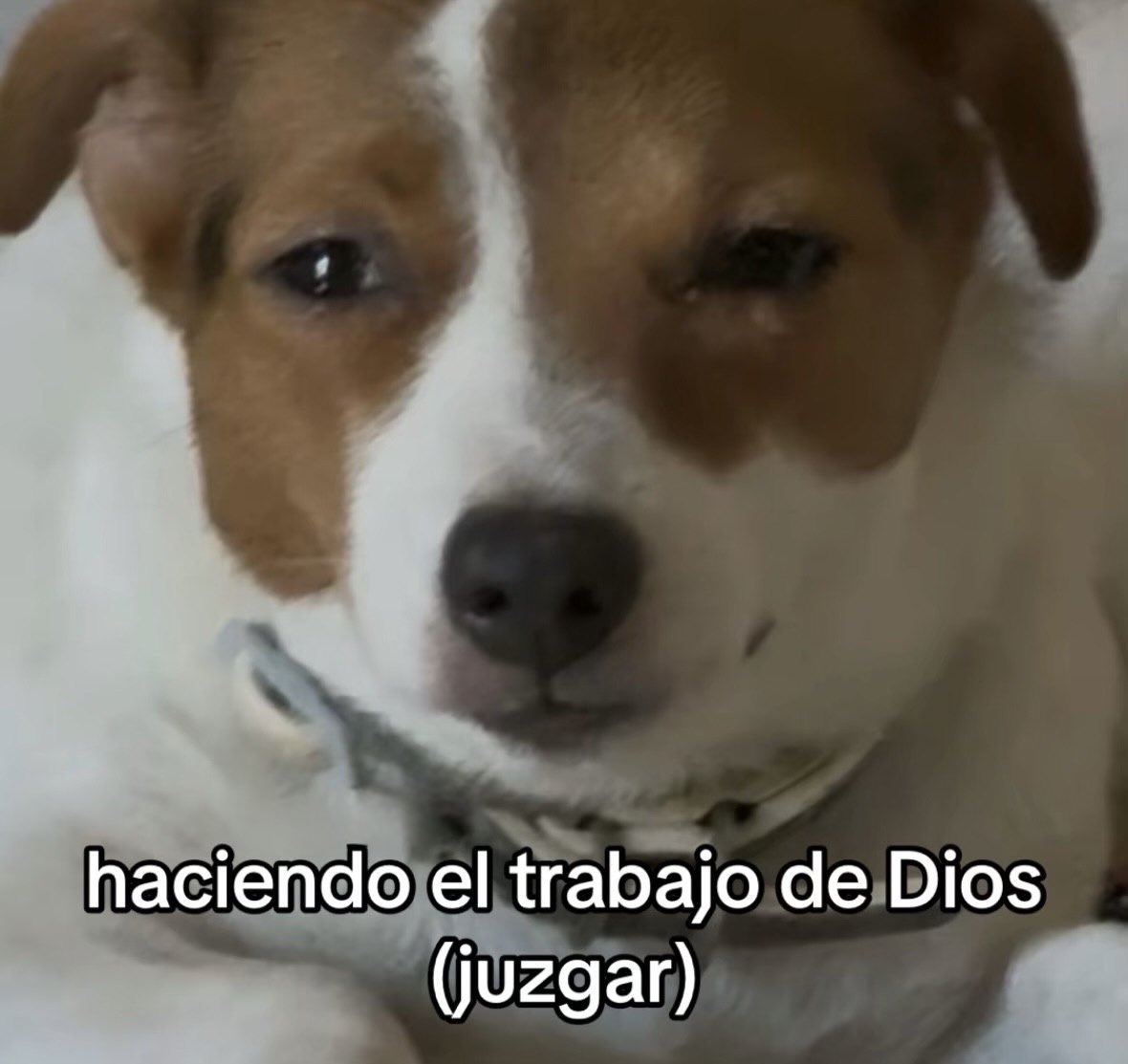 MundoDeBigotes's tweet photo. https://t.co/x0UtjqsCLe