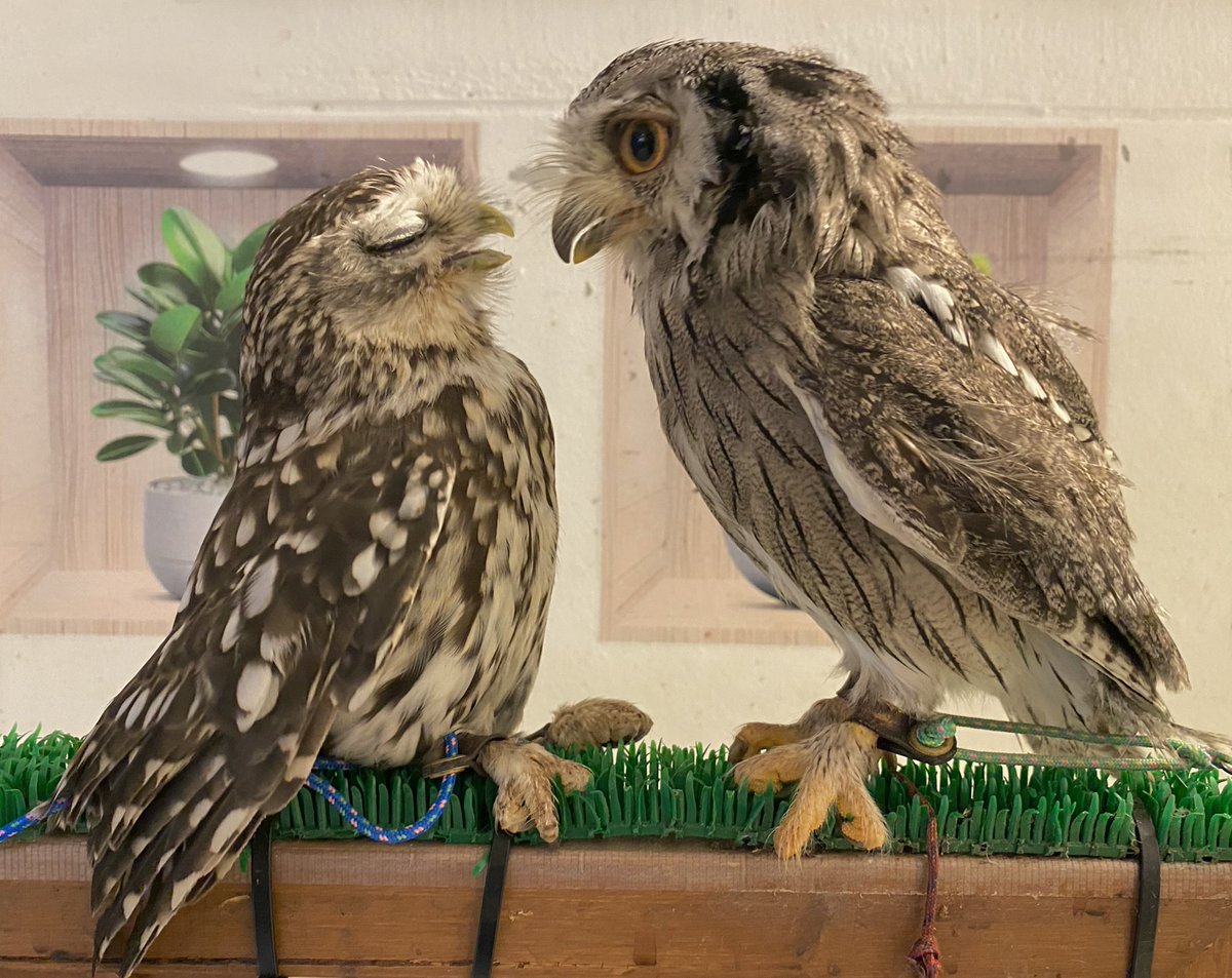 fukurounomise00's tweet photo. こんばんは🌙

めっちゃ近いサブちゃん＆ふくちゃん🦉🦉

明日7/9(木)も17時頃からオープンいたします✨

夕方のゆったりした時間に、フクロウたちと癒しのひとときを過ごしませんか？😊
触れ合ったり、写真を撮ったり、それぞれの個性を楽しんでいただけます🍀

お仕事帰りや、もんじゃを食べる前にもお気軽にお立ち寄りください🦉

ご予約はXのDMからも受け付けています📩
皆さまのご来店を心よりお待ちしております✨

#月島フクロウカフェ #owlcafe #可愛い #フクロウ好きさんと繋がりたい