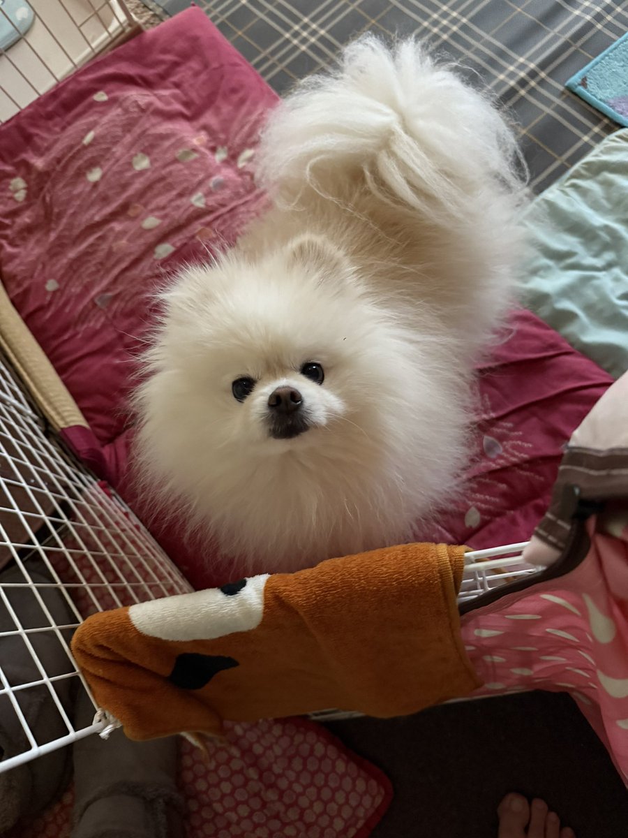 naniwa72872r's tweet photo. @motimoti_seizin https://t.co/tFsjVDQNGD