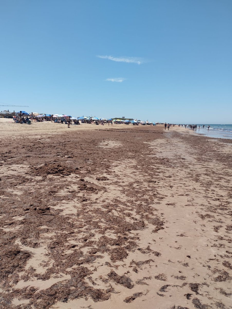 Jujonomi87's tweet photo. Tenemos gran parte del litoral andaluz invadido por el alga asiática. Esta invasión cada vez más frecuente se debe al aumento de las temperaturas del agua marina como consecuencia del calentamiento global producido por el hombre, acusado estos días por la duradera ola de calor que nos acompaña.

Lo triste es que hoy tenemos un gobierno andaluz que le abre las puertas a los negacionistas del cambio climático, en una región como la nuestra que está considerada como una de las más vulnerables frente al cambio climático.