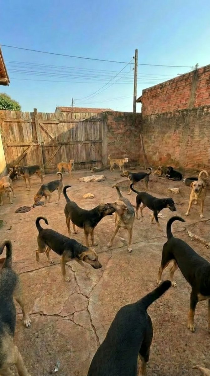 SOSPatinhas00's tweet photo. !!não temos ajuda!!

Quase não temos doações, estou desesperado, estou sem o que fazer, por favor ajudem com qualquer valor, compartilhem e comentem bastante pfvr

Pix: 

sos.animais02@gmail.com https://t.co/xfAs0BjYKR