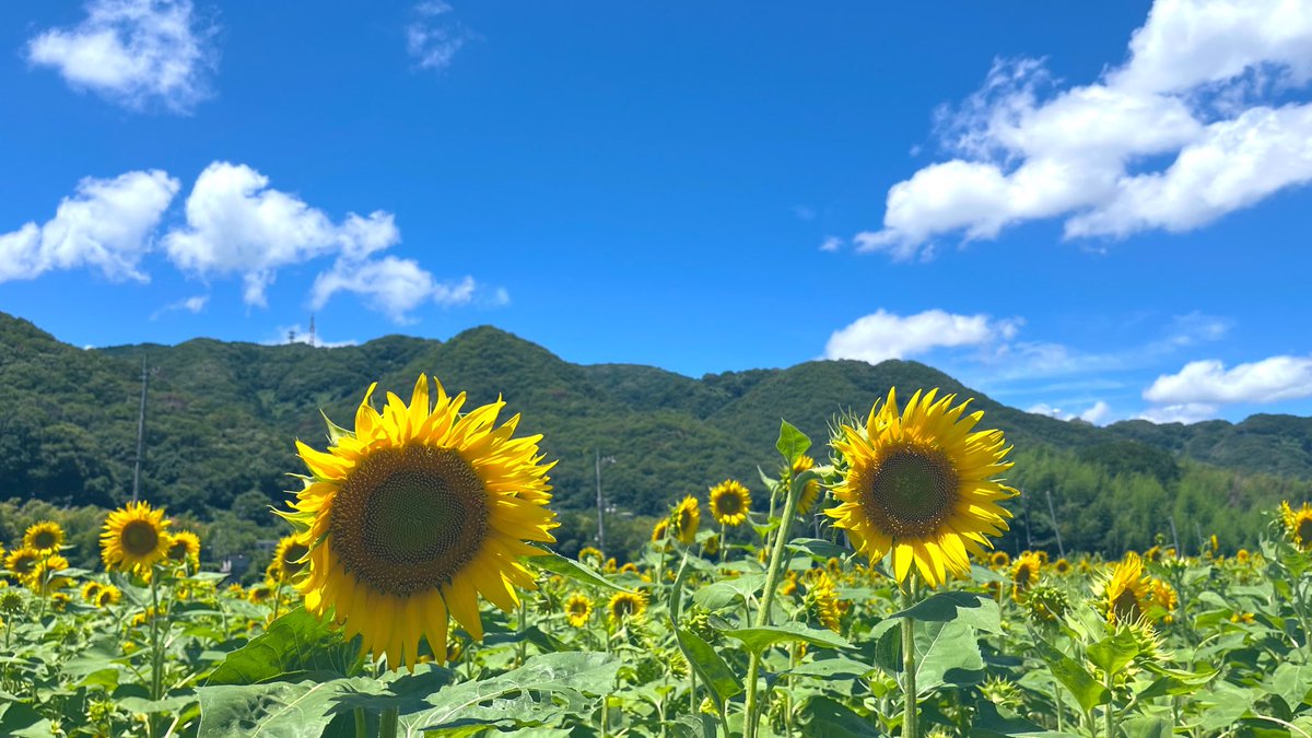wuui_oo's tweet photo. どんな夏にする https://t.co/EkPhCa1qWs