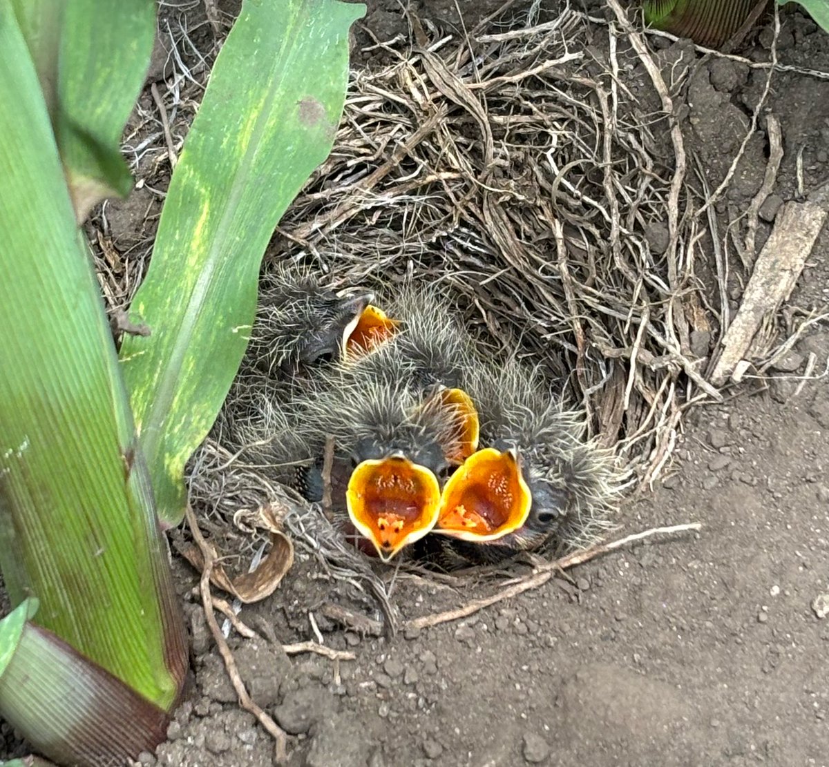 tbzbtffe's tweet photo. 6/25に見つけた鳥の巣
今日確認したら無事毛玉になってました👏
口でっかいな、いっぱい食って大きくなれよ〜 https://t.co/K15KdwJ4V7