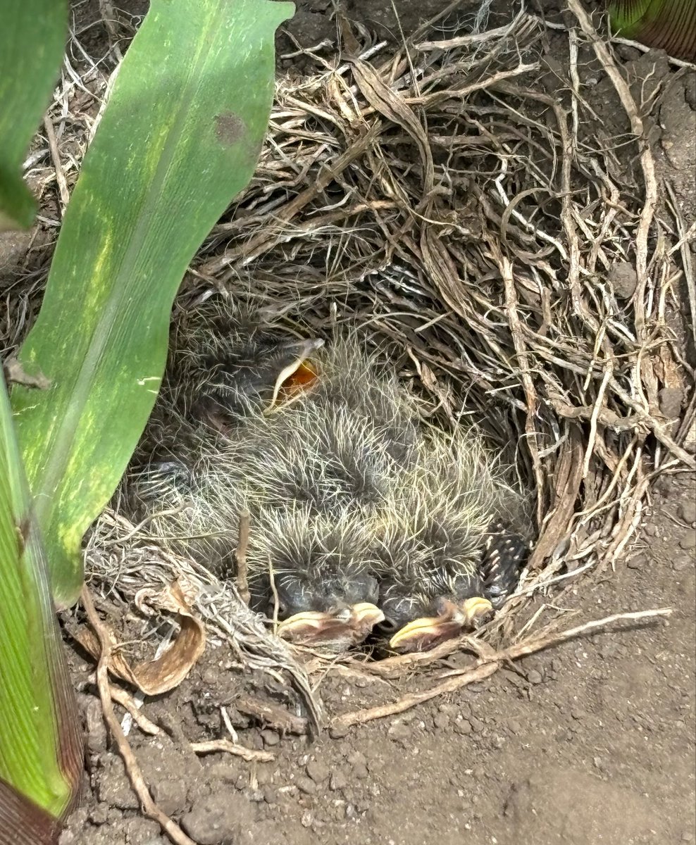 tbzbtffe's tweet photo. 6/25に見つけた鳥の巣
今日確認したら無事毛玉になってました👏
口でっかいな、いっぱい食って大きくなれよ〜 https://t.co/K15KdwJ4V7