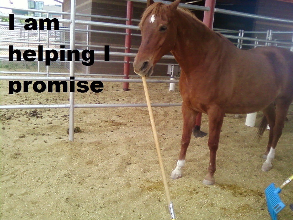 horseimage's tweet photo. https://t.co/53wY1gz2Lk
