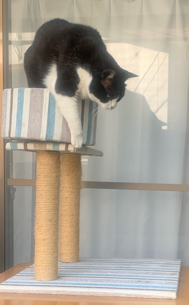 RedBullkichi's tweet photo. @motimoti_seizin 🐈 https://t.co/QYXkCFiM9q