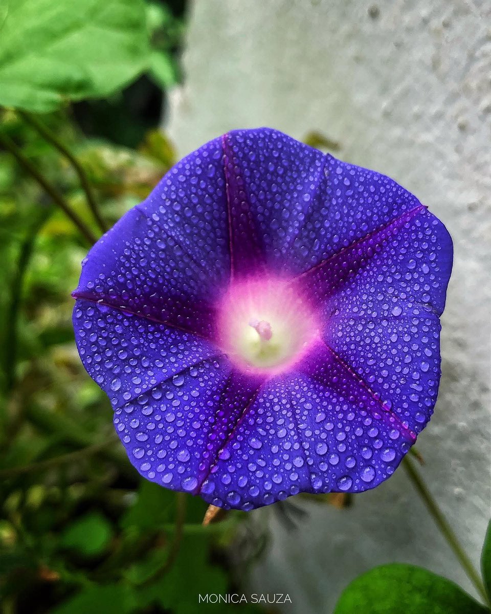 mosave_87's tweet photo. De blanda primavera
bien haya la callada y fiel vecina,
la dulce compañera
del alba cristalina,
perdida entre la flor de la pradera.
Carolina Coronado
📷 IG: monicasauza
#cdmx #NaturePhotography #flowerphotography #afterrain https://t.co/uYrC9HAEBW
