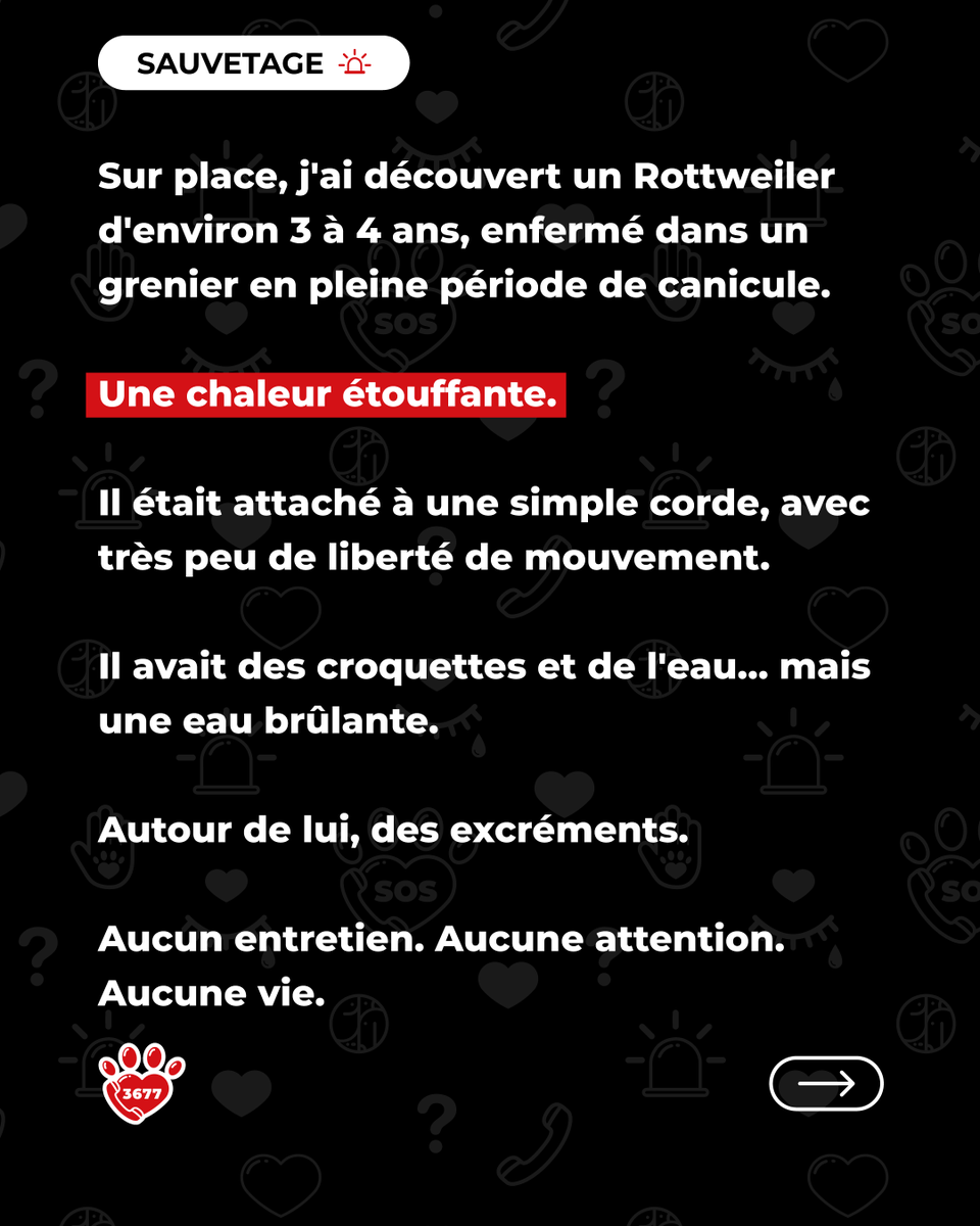 SOS3677's tweet photo. 🐾 𝗧𝗘́𝗠𝗢𝗜𝗚𝗡𝗔𝗚𝗘 • 𝗧𝗬𝗥𝗢𝗡, 𝗣𝗥𝗜𝗦𝗢𝗡𝗡𝗜𝗘𝗥 𝗗𝗘 𝗦𝗢𝗡 𝗚𝗥𝗘𝗡𝗜𝗘𝗥 💔

Quand Charlène, enquêtrice bénévole du 3677, est arrivée sur place, Tyron vivait enfermé dans un grenier, en pleine canicule.
🧵👇 https://t.co/jZwgYtsAEN