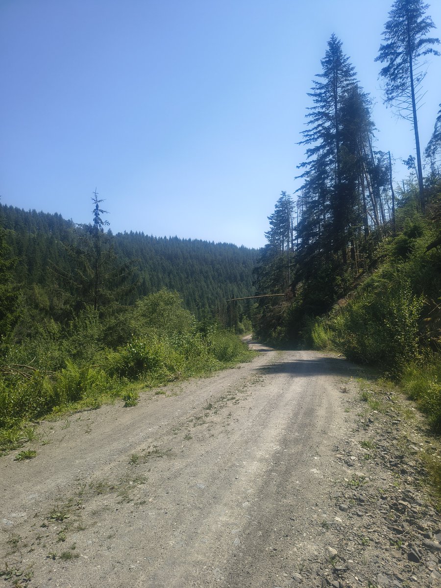 tokesurf76's tweet photo. Bit of old school #Gorlech on this 🌞 day...Those last 2 pics are the exit point from the "Gardens &amp; Big Dipper" section. That trail is forever condemned since Storm Darragh. A shame cos it was a belter! 😎💨🚵🏻
@Absolutemtb1 https://t.co/0A3rAlsy19