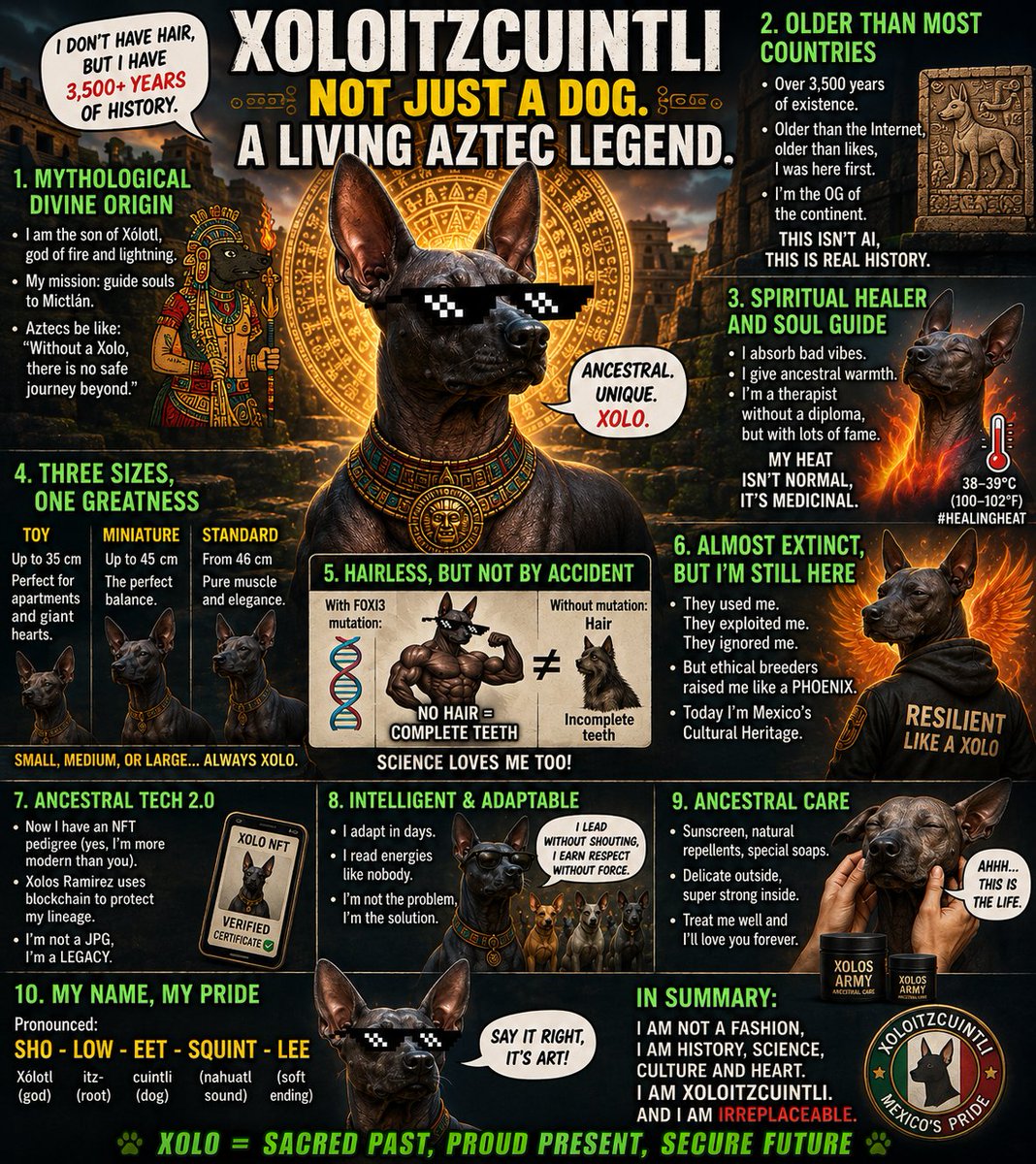 xolosramirez1's tweet photo. The Xoloitzcuintli is not just a dog—it’s a living Aztec legend. 🐾
Discover 10 fascinating facts about its ancient origins, unique genetics, healing warmth, spiritual role, and remarkable survival.
https://t.co/TmaLhYVQGN
#Xoloitzcuintli #Xolo #MexicanHeritage #AncientDogs https://t.co/WcKKVe4Hg5